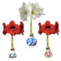 Splatter Waxed Amaryllis Mixed Case Bulbs 23/Case