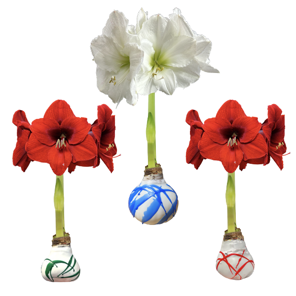 Splatter Waxed Amaryllis Mixed Case Bulbs 23/Case