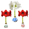 Splatter Waxed Amaryllis