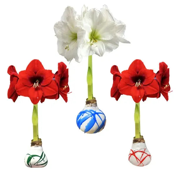 Splatter Waxed Amaryllis
