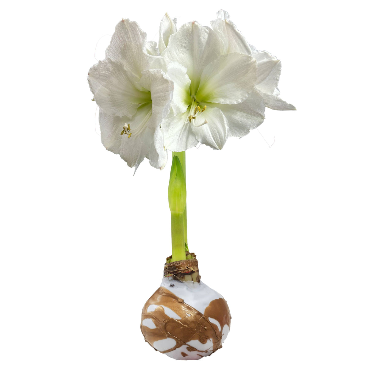White Flower Gold Splatter Wax 30cm+ Case of 23